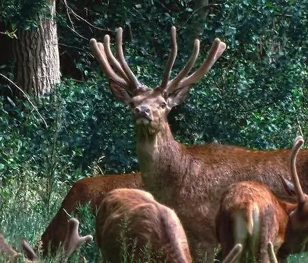 De Rekkendonken Liempde