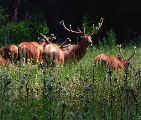 فندق مبيت وإفطار De Rekkendonken