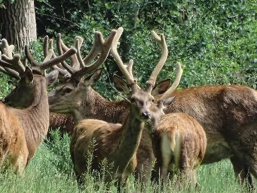 De Rekkendonken Bed & Breakfast Liempde