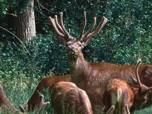 De Rekkendonken Liempde