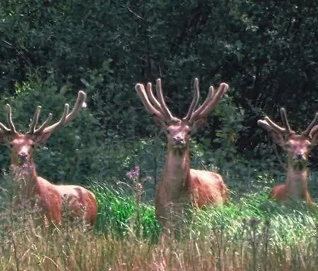 Bed & Breakfast De Rekkendonken 4*