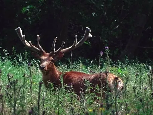 De Rekkendonken Bed & Breakfast Liempde